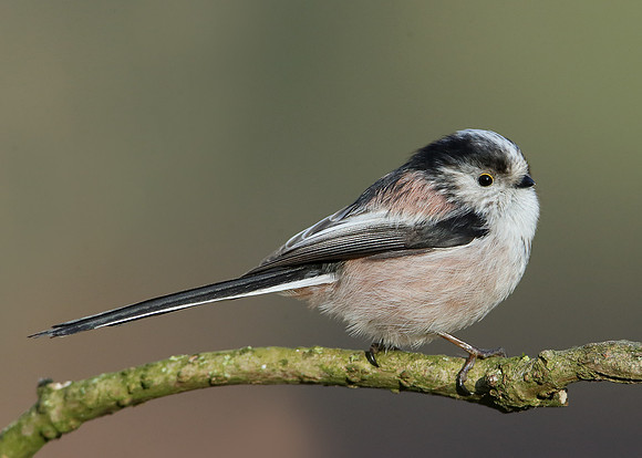Long-tailed Tit Aegithalos caudatus