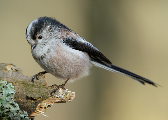 Long-tailed Tit Aegithalos caudatus