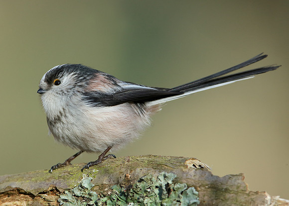 Long-tailed Tit Aegithalos caudatus