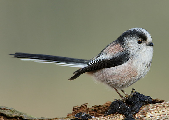 Long-tailed Tit Aegithalos caudatus