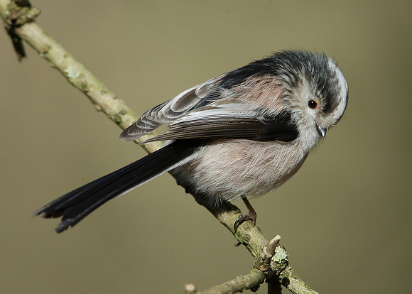 Long-tailed Tit Aegithalos caudatus