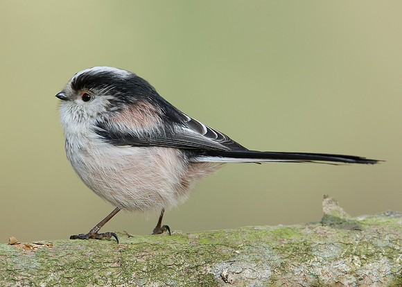 Long-tailed Tit Aegithalos caudatus