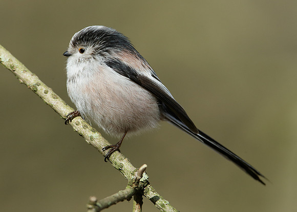 Long-tailed Tit Aegithalos caudatus