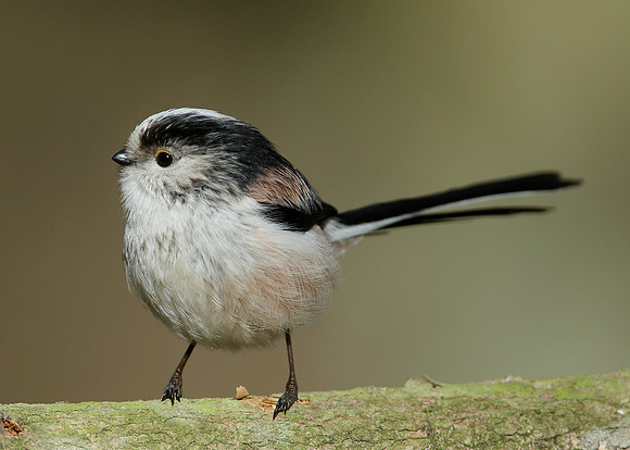Long-tailed Tit Aegithalos caudatus
