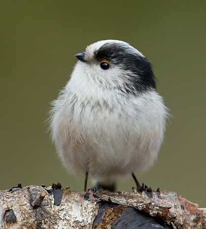Long-tailed Tit Aegithalos caudatus