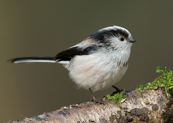 Long-tailed Tit Aegithalos caudatus