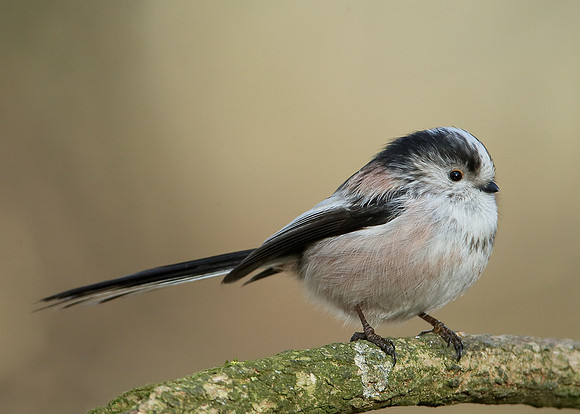 Long-tailed Tit Aegithalos caudatus