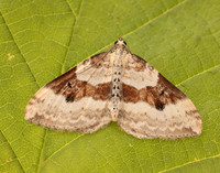 70.054 BF1727 Silver-ground Carpet Xanthorhoe montanata