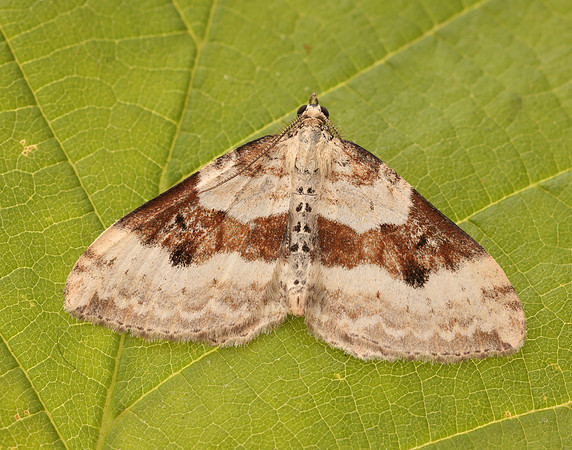 70.054 BF1727 Silver-ground Carpet Xanthorhoe montanata
