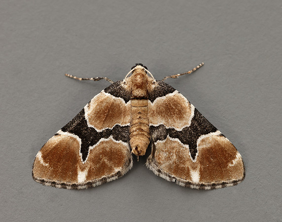 70.140 BF1810 Marsh Carpet Gagitodes sagittata