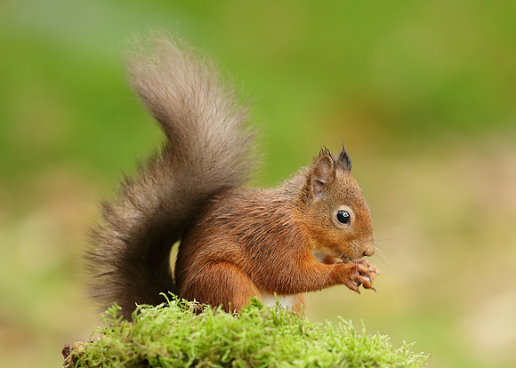 Red Squirrel Sciurus vulgaris