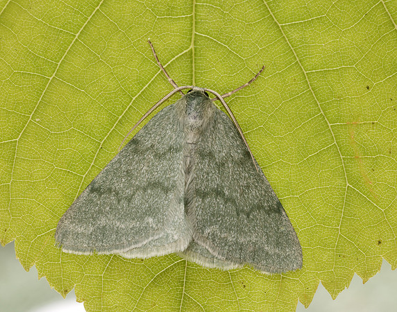 70.297 BF1665 Grass Emerald Pseudoterpna pruinata