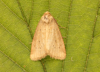 73.147 BF2345 Small Dotted Buff Photedes minima