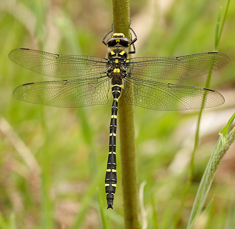 Golden-ringed Dragonfly Cordulegaster boltonii