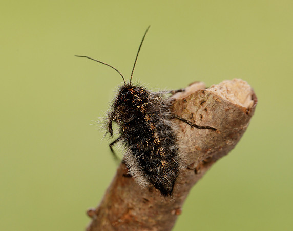70.249 BF1929 Rannoch Brindled Beauty Lycia lapponaria