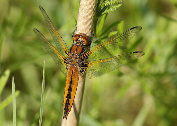 Scarce Chaser Libellula fulva