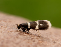 8.005 BF128 Phylloporia bistrigella
