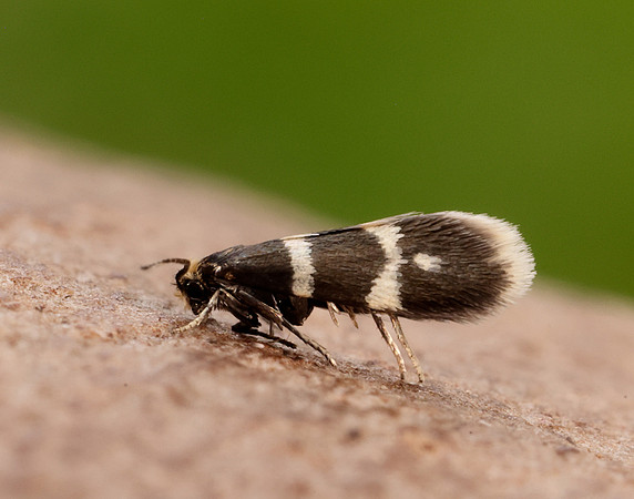 8.005 BF128 Phylloporia bistrigella