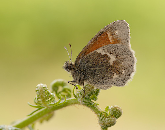 Large Heath scotica Coenonympha tullia scotica