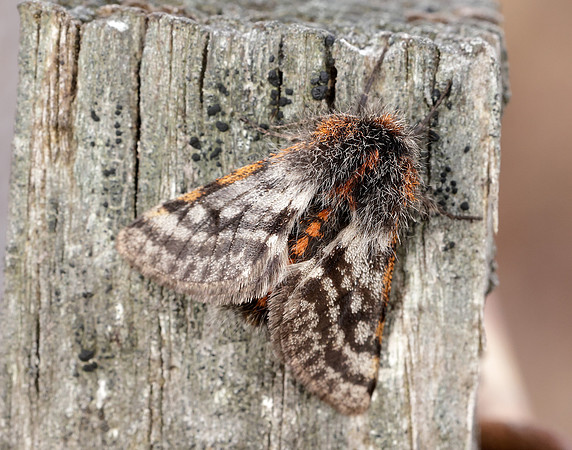 70.249 BF1929 Rannoch Brindled Beauty Lycia lapponaria