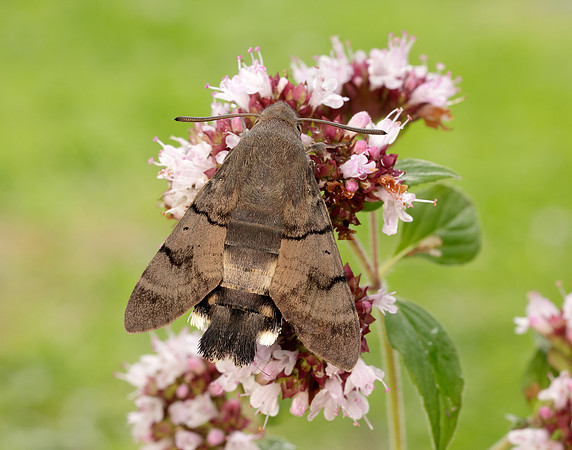69.010 BF1984 Hummingbird Hawk-moth Macroglossum stellatarum