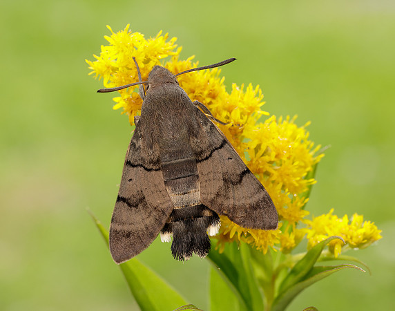 69.010 BF1984 Hummingbird Hawk-moth Macroglossum stellatarum