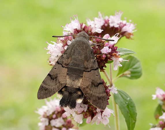 69.010 BF1984 Hummingbird Hawk-moth Macroglossum stellatarum