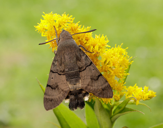 69.010 BF1984 Hummingbird Hawk-moth Macroglossum stellatarum