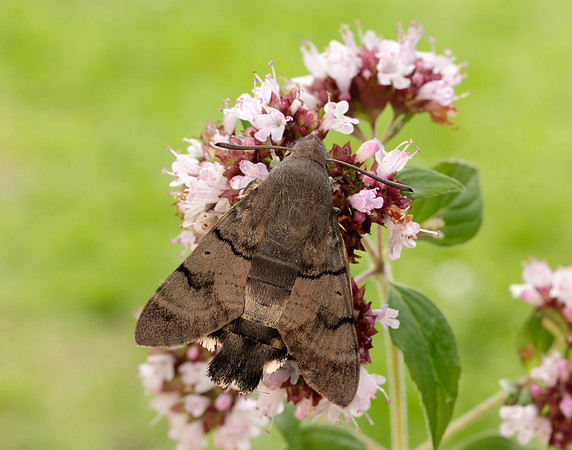 69.010 BF1984 Hummingbird Hawk-moth Macroglossum stellatarum