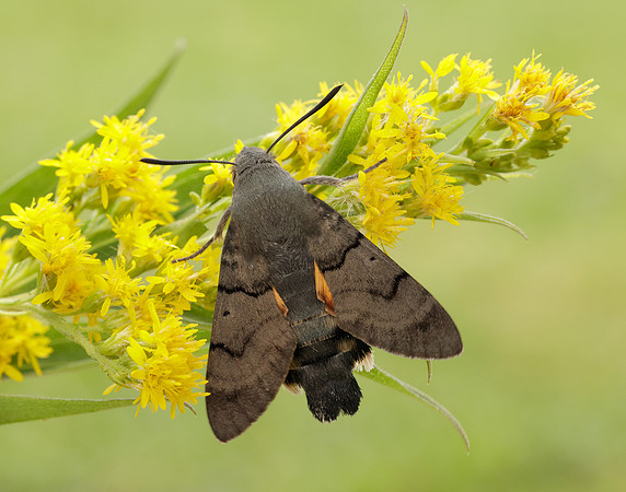 69.010 BF1984 Hummingbird Hawk-moth Macroglossum stellatarum