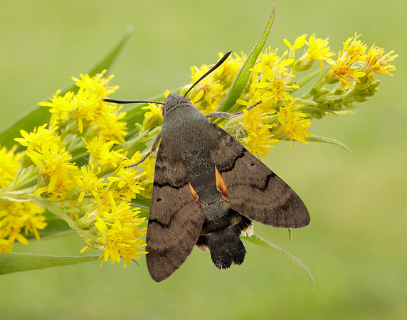 69.010 BF1984 Hummingbird Hawk-moth Macroglossum stellatarum