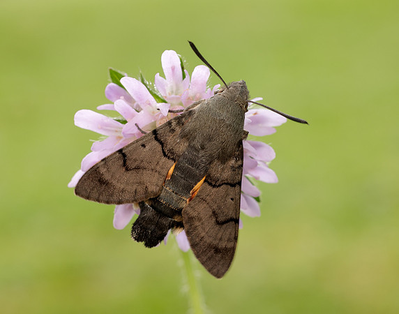 69.010 BF1984 Hummingbird Hawk-moth Macroglossum stellatarum