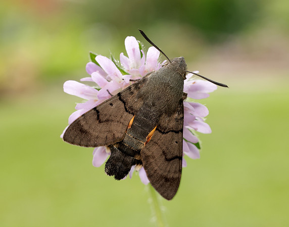 69.010 BF1984 Hummingbird Hawk-moth Macroglossum stellatarum