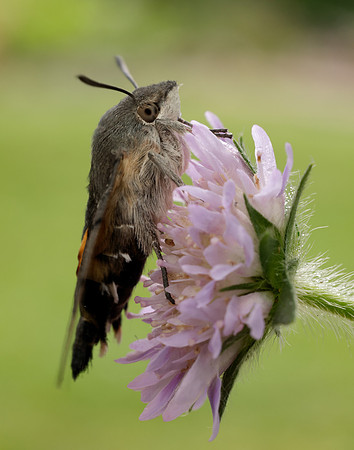 69.010 BF1984 Hummingbird Hawk-moth Macroglossum stellatarum