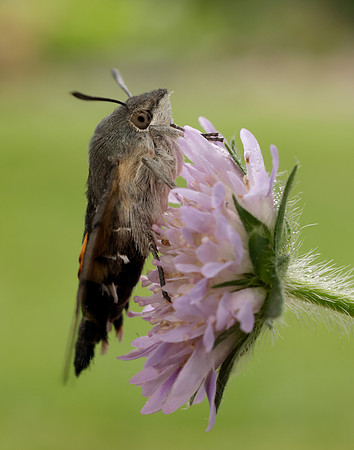 69.010 BF1984 Hummingbird Hawk-moth Macroglossum stellatarum