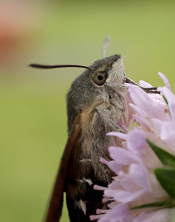 69.010 BF1984 Hummingbird Hawk-moth Macroglossum stellatarum