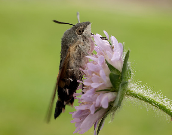 69.010 BF1984 Hummingbird Hawk-moth Macroglossum stellatarum