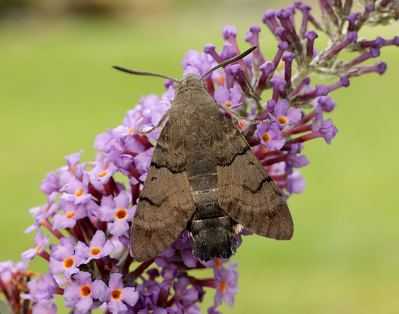 69.010 BF1984 Hummingbird Hawk-moth Macroglossum stellatarum