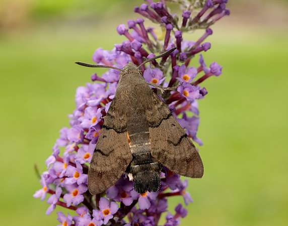 69.010 BF1984 Hummingbird Hawk-moth Macroglossum stellatarum