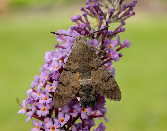 69.010 BF1984 Hummingbird Hawk-moth Macroglossum stellatarum