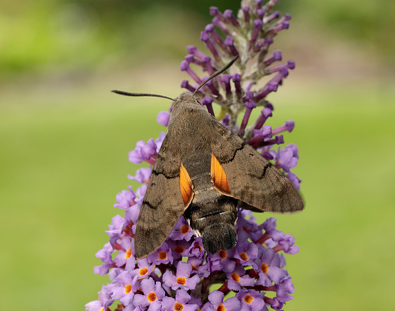 69.010 BF1984 Hummingbird Hawk-moth Macroglossum stellatarum
