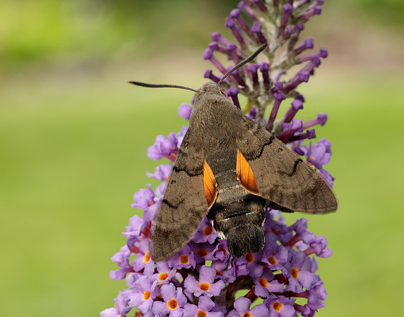 69.010 BF1984 Hummingbird Hawk-moth Macroglossum stellatarum