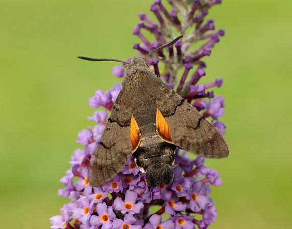 69.010 BF1984 Hummingbird Hawk-moth Macroglossum stellatarum