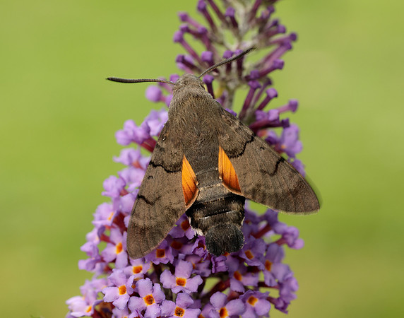 69.010 BF1984 Hummingbird Hawk-moth Macroglossum stellatarum