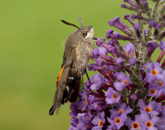 69.010 BF1984 Hummingbird Hawk-moth Macroglossum stellatarum