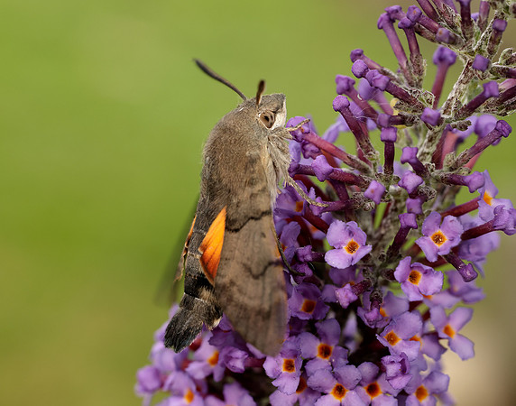 69.010 BF1984 Hummingbird Hawk-moth Macroglossum stellatarum