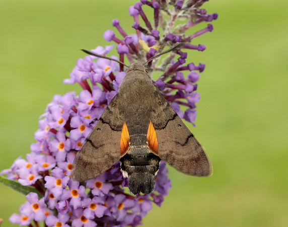 69.010 BF1984 Hummingbird Hawk-moth Macroglossum stellatarum