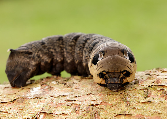 69.016 BF1991 Elephant Hawk-moth Deilephila elpenor