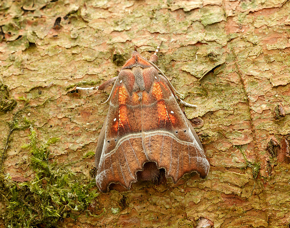 72.001 BF2469 Herald Scoliopteryx libatrix