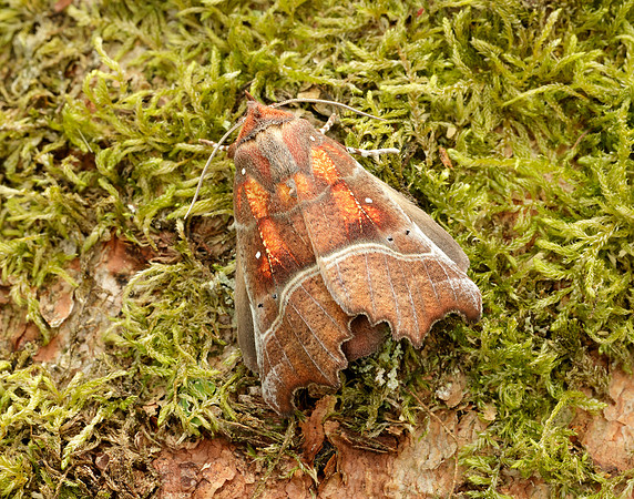 72.001 BF2469 Herald Scoliopteryx libatrix